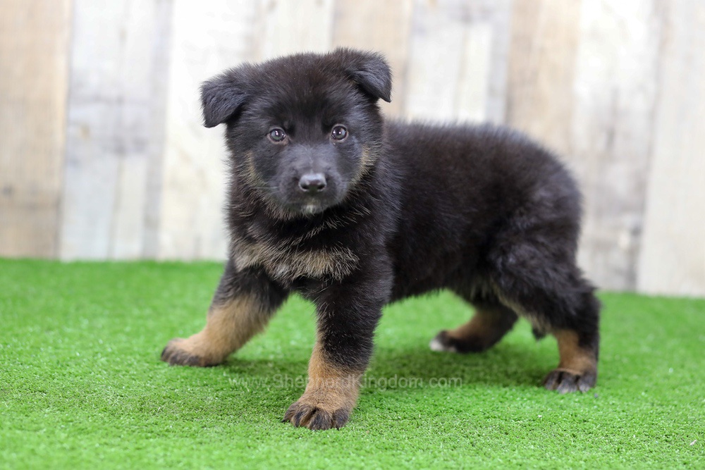 Saylor Image of Saylor, a German Shepherd puppy