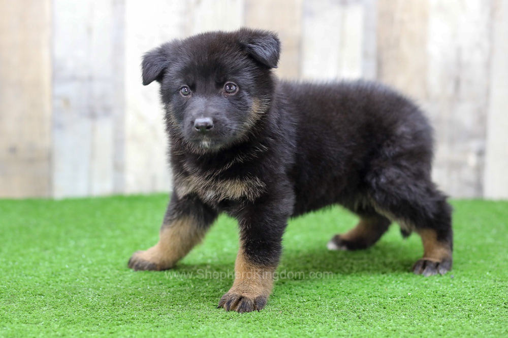 Saylor Image of Saylor, a German Shepherd puppy