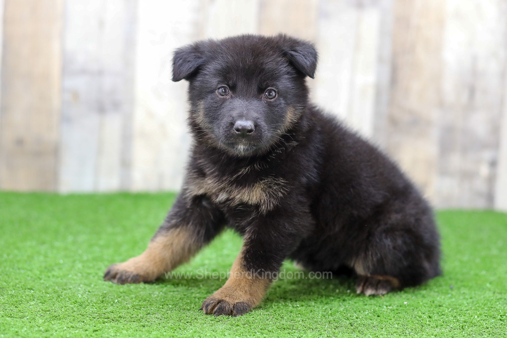 Saylor Image of Saylor, a German Shepherd puppy