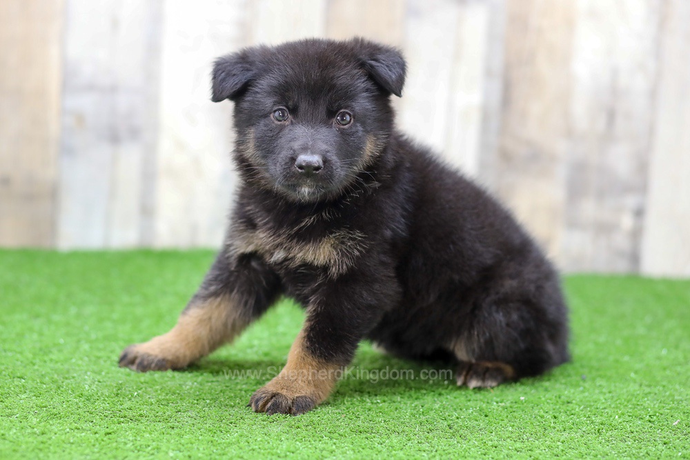 Saylor Image of Saylor, a German Shepherd puppy