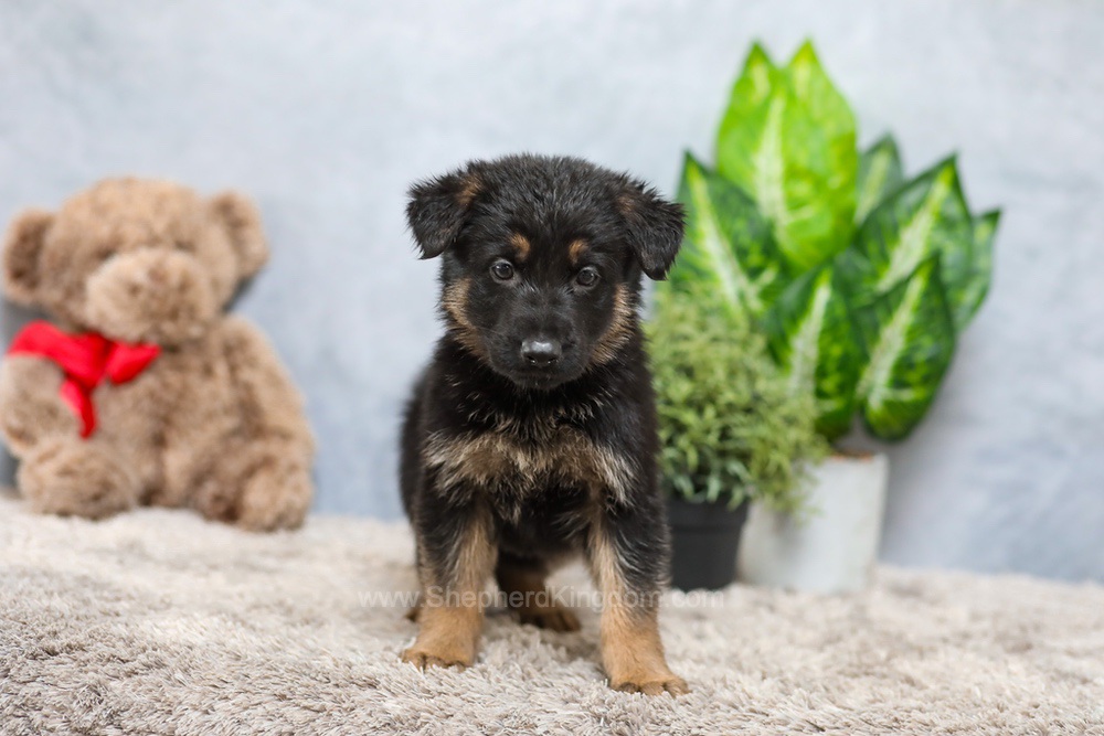 Vince Image of Vince, a German Shepherd puppy