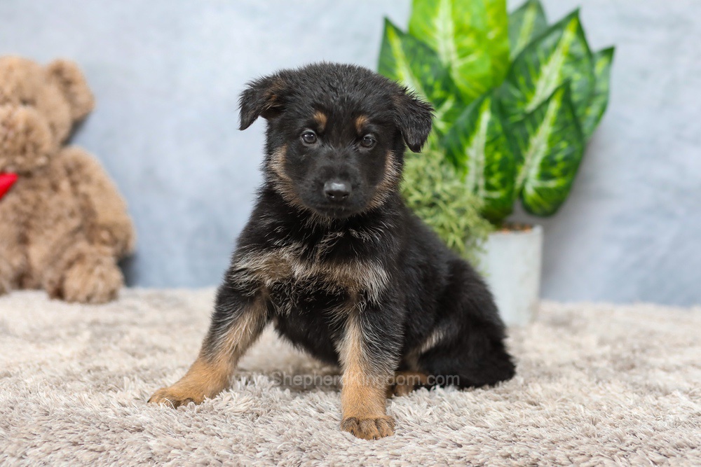 Vince Image of Vince, a German Shepherd puppy