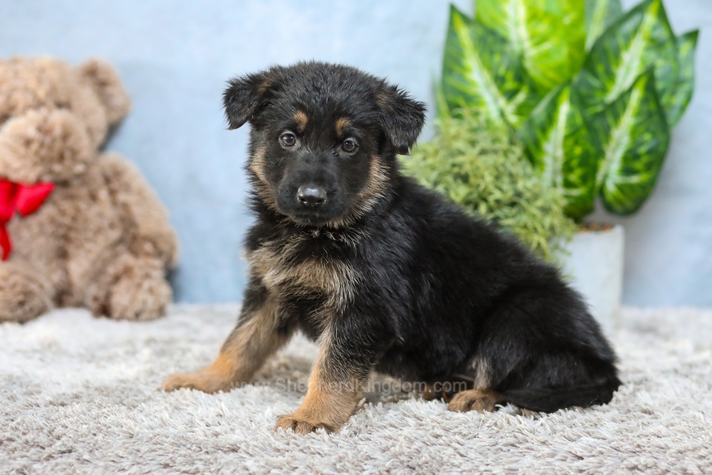 Vince Image of Vince, a German Shepherd puppy