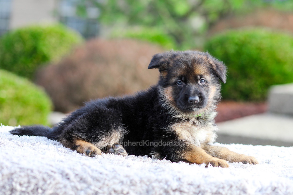 Bentley Image of Bentley, a German Shepherd puppy