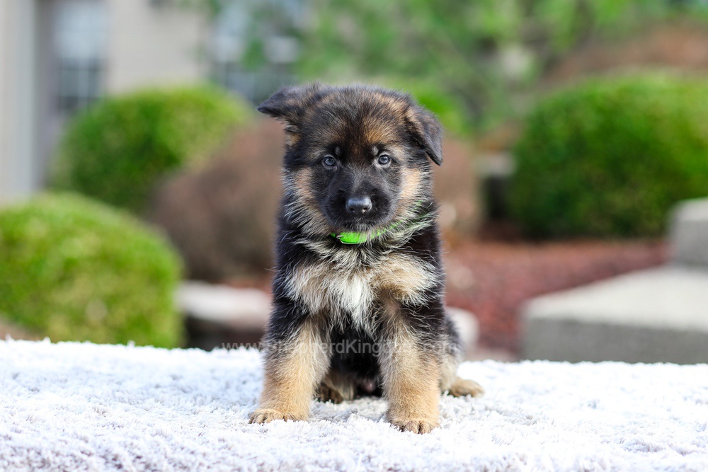 Bentley Image of Bentley, a German Shepherd puppy