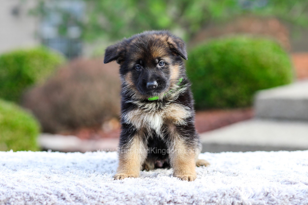 Bentley Image of Bentley, a German Shepherd puppy
