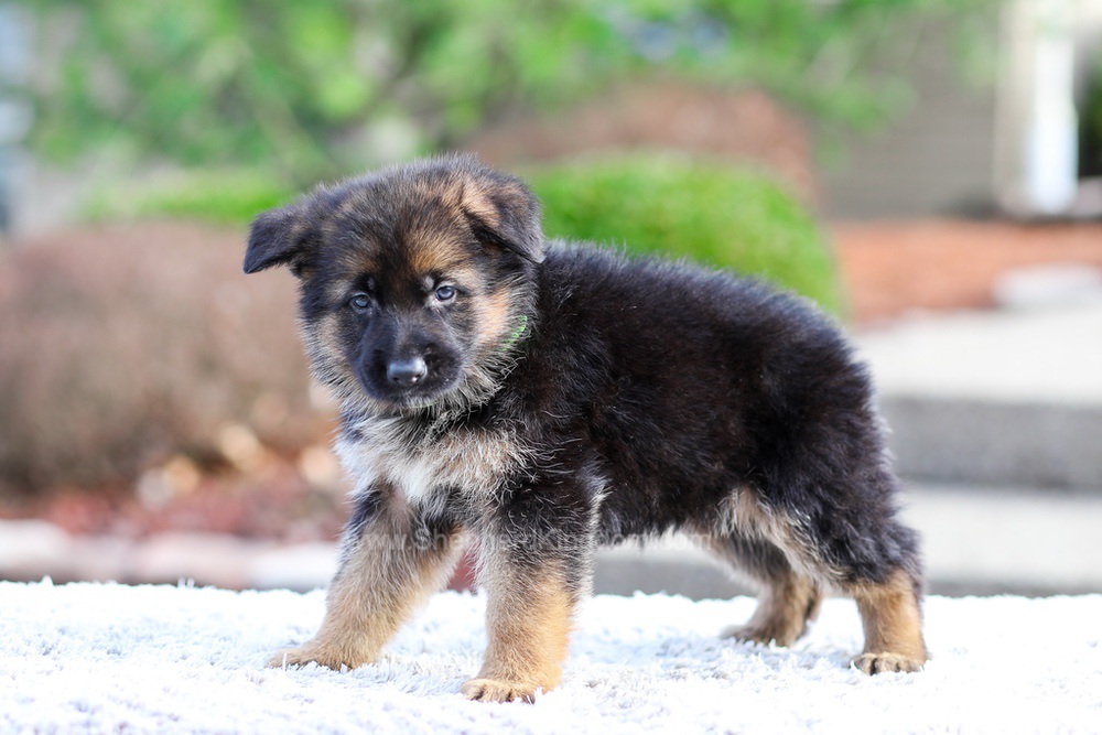 Bentley Image of Bentley, a German Shepherd puppy