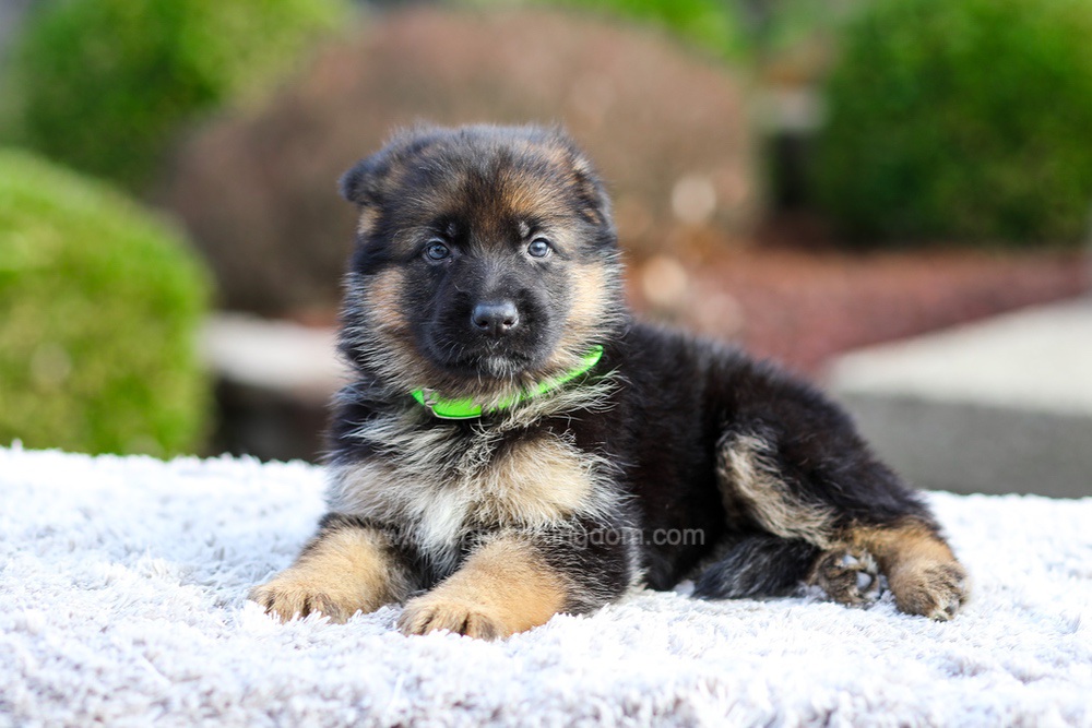 Bentley Image of Bentley, a German Shepherd puppy