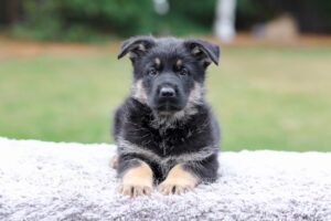 Cole Image of Cole, a German Shepherd puppy