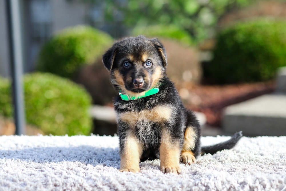 Dior Image of Dior, a German Shepherd puppy