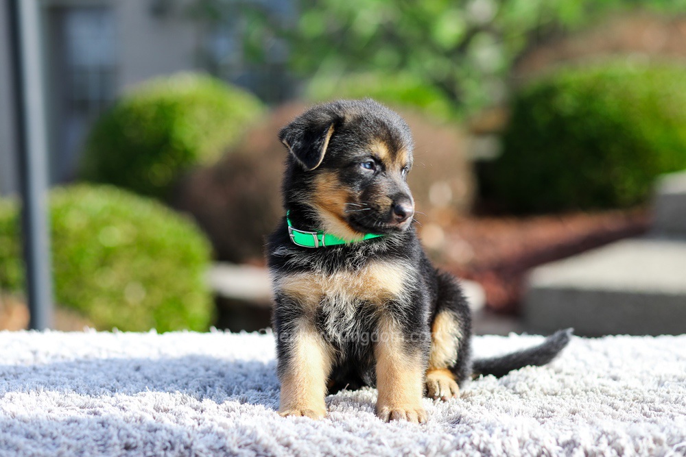 Dior Image of Dior, a German Shepherd puppy