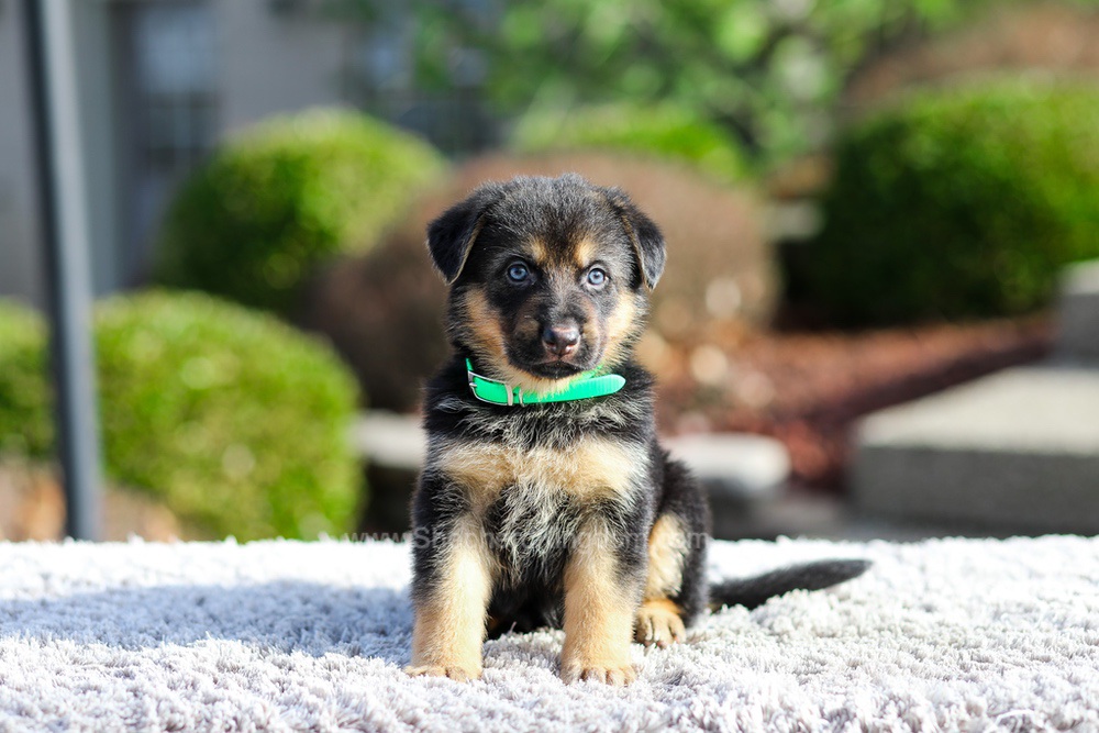 Dior Image of Dior, a German Shepherd puppy