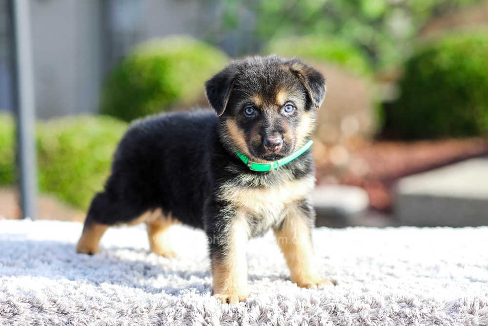 Dior Image of Dior, a German Shepherd puppy