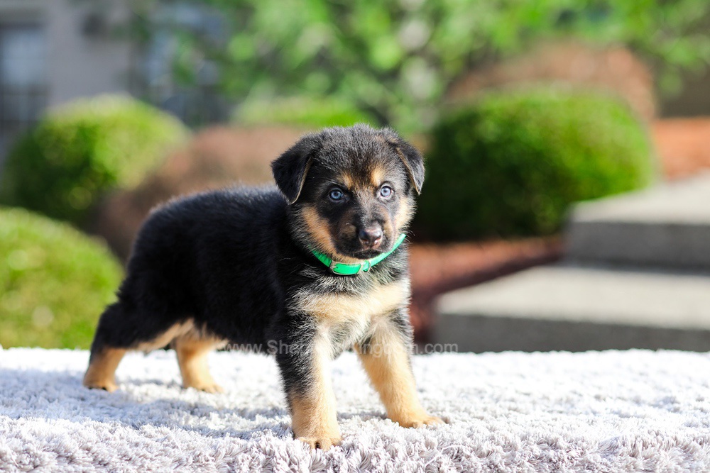 Dior Image of Dior, a German Shepherd puppy