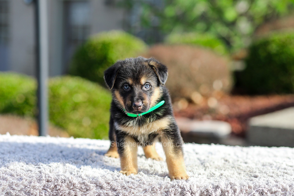 Dior Image of Dior, a German Shepherd puppy