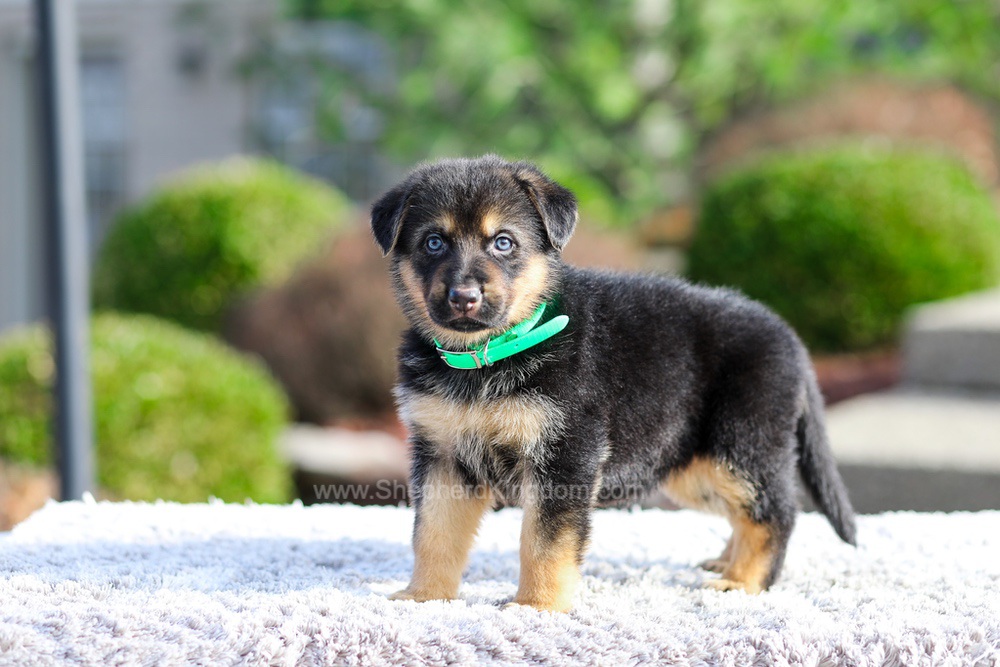 Dior Image of Dior, a German Shepherd puppy