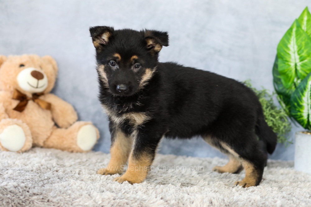 Willow Image of Willow, a German Shepherd puppy