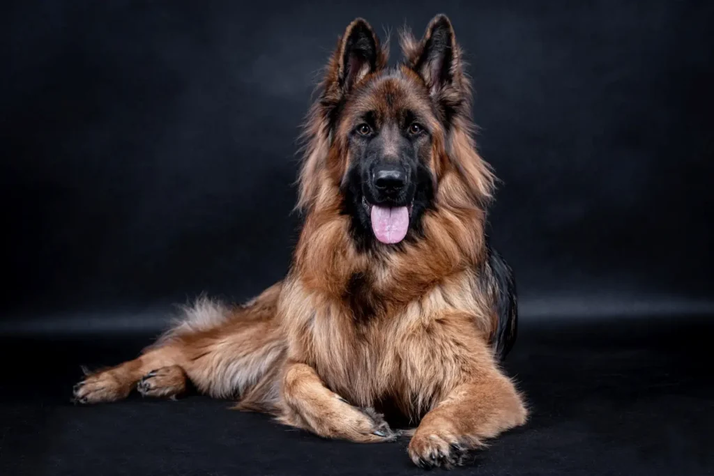 black and tan german shepherd