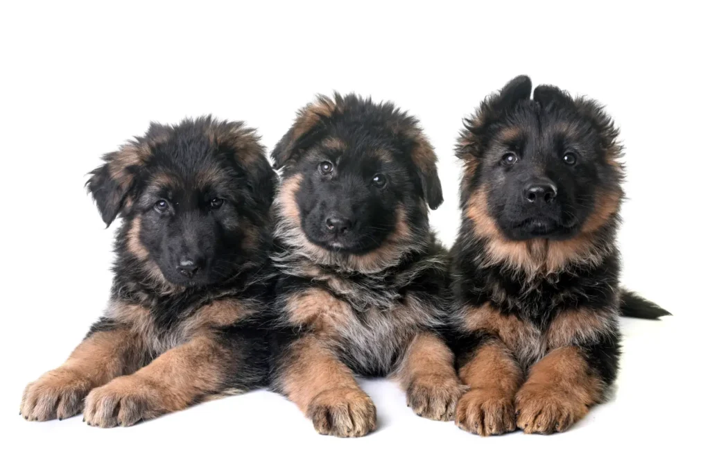 gsd puppies in dallas