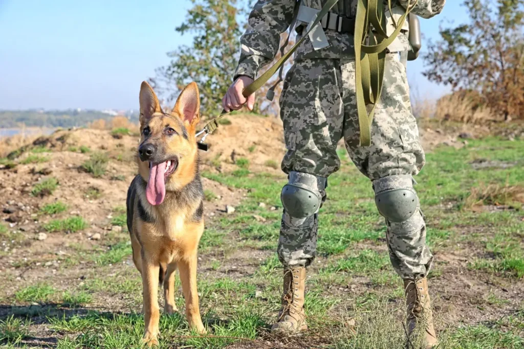 working line german shepherd