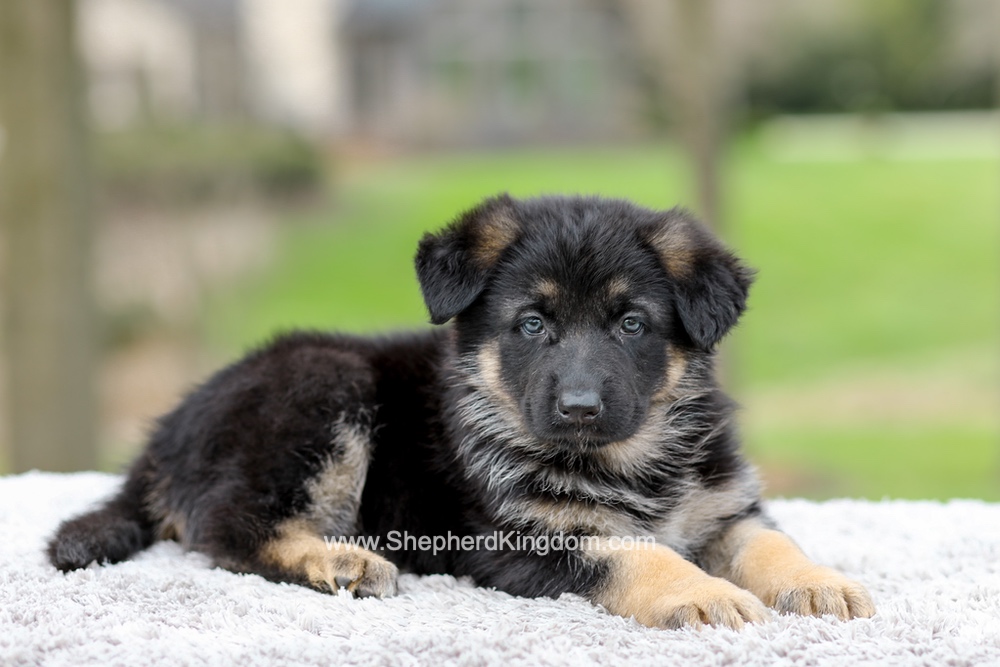 Elantra Image of Elantra, a German Shepherd puppy