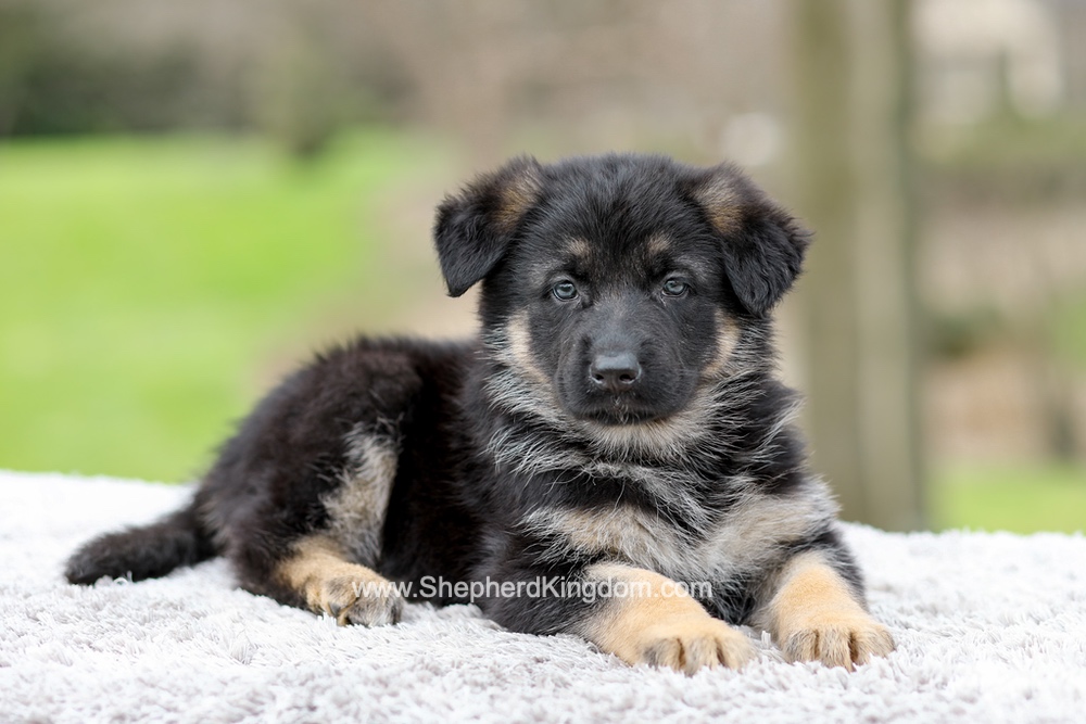Elantra Image of Elantra, a German Shepherd puppy