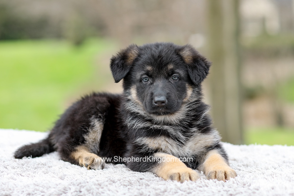 Elantra Image of Elantra, a German Shepherd puppy