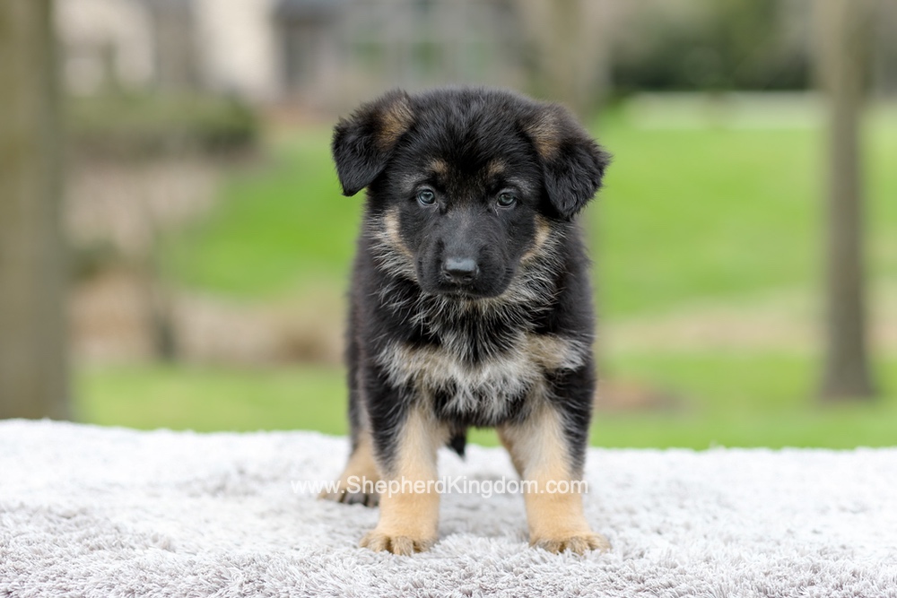 Elantra Image of Elantra, a German Shepherd puppy