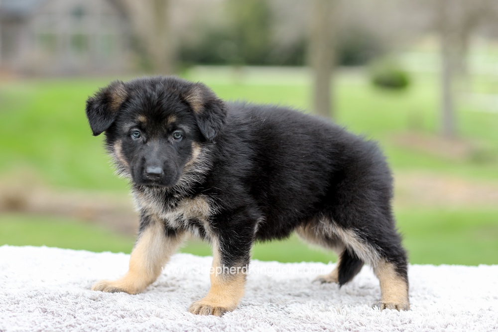 Elantra Image of Elantra, a German Shepherd puppy