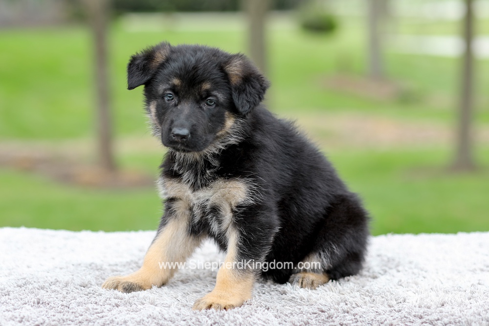 Elantra Image of Elantra, a German Shepherd puppy