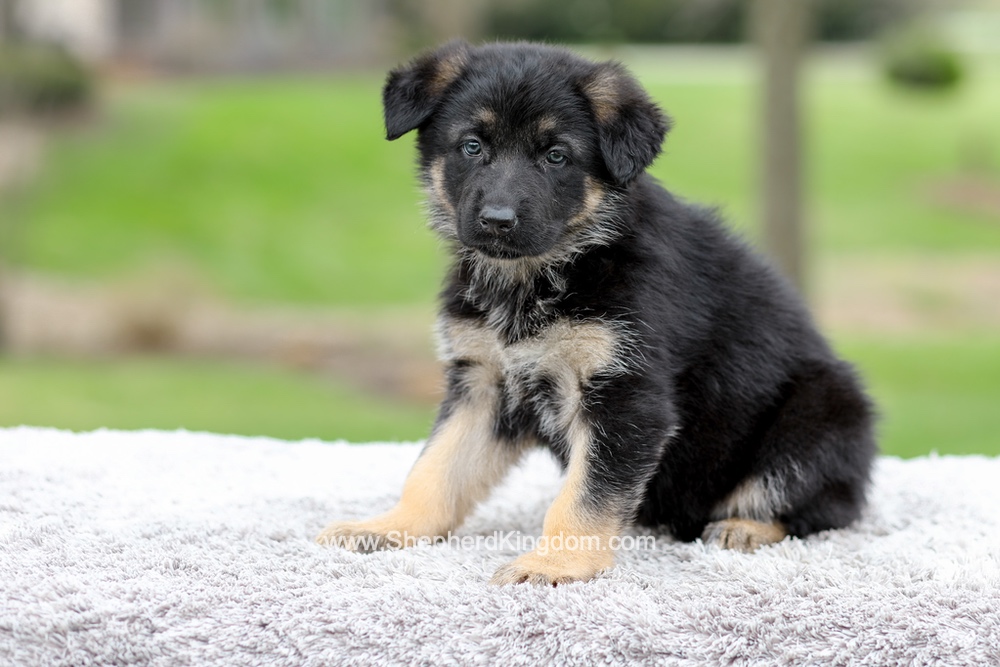 Elantra Image of Elantra, a German Shepherd puppy