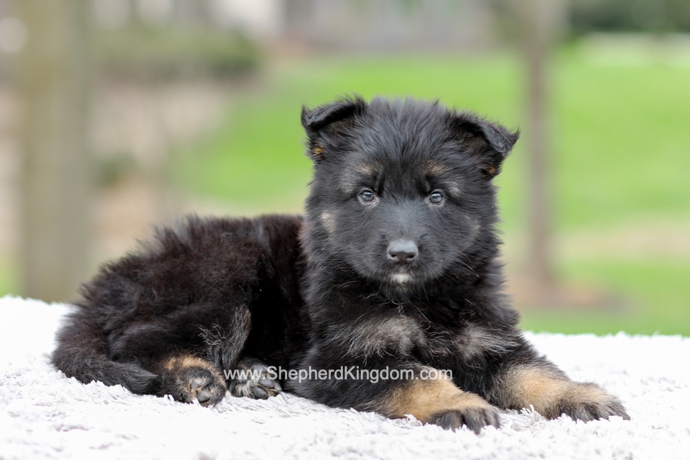 Elly Image of Elly, a German Shepherd puppy
