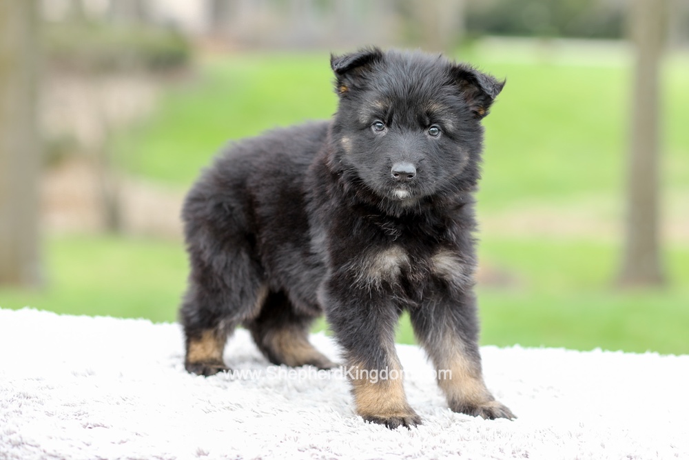 Elly Image of Elly, a German Shepherd puppy