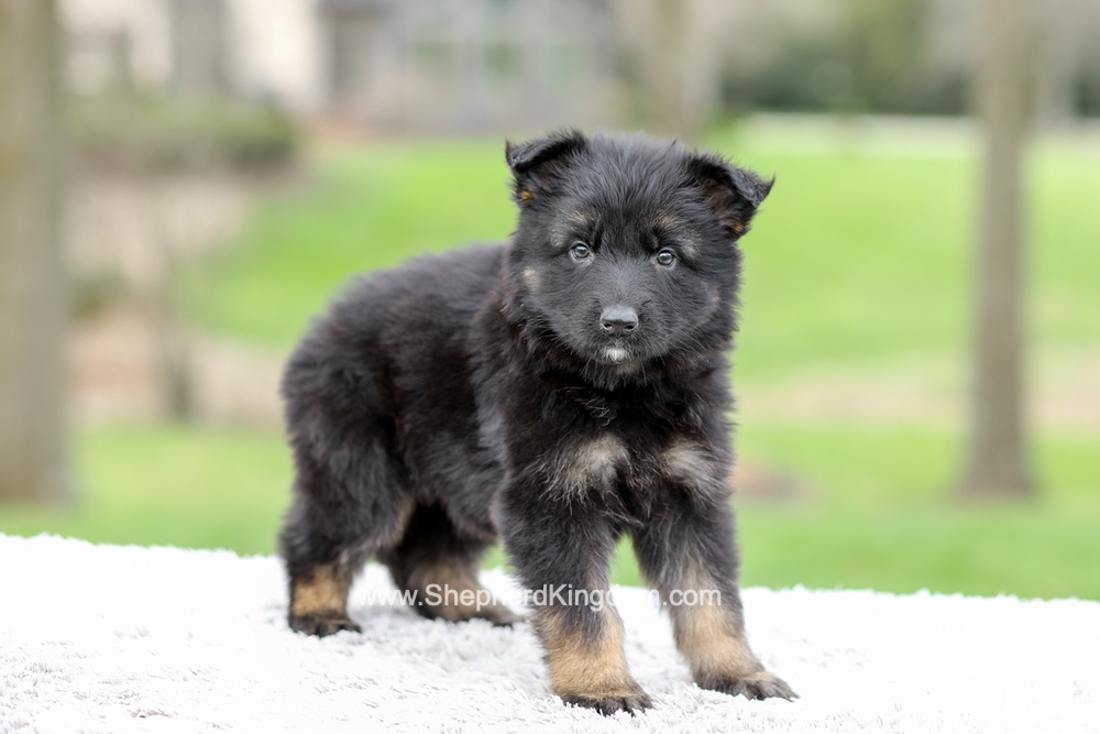 Elly Image of Elly, a German Shepherd puppy