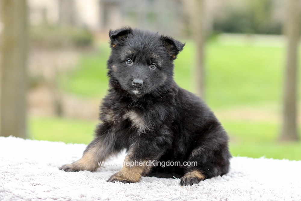 Elly Image of Elly, a German Shepherd puppy