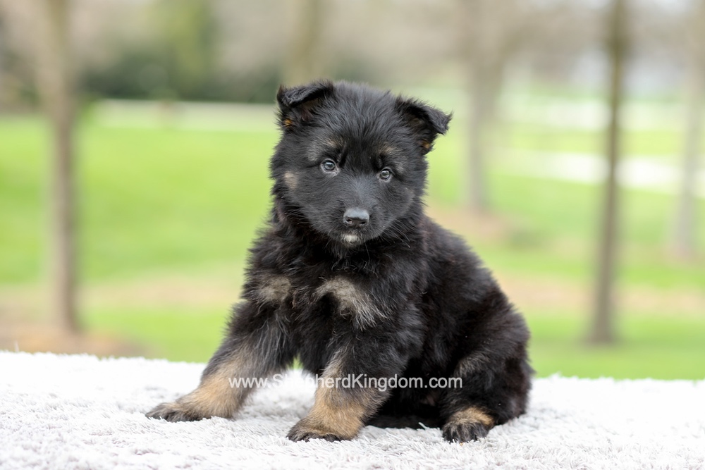 Elly Image of Elly, a German Shepherd puppy