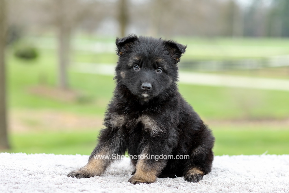 Elly Image of Elly, a German Shepherd puppy