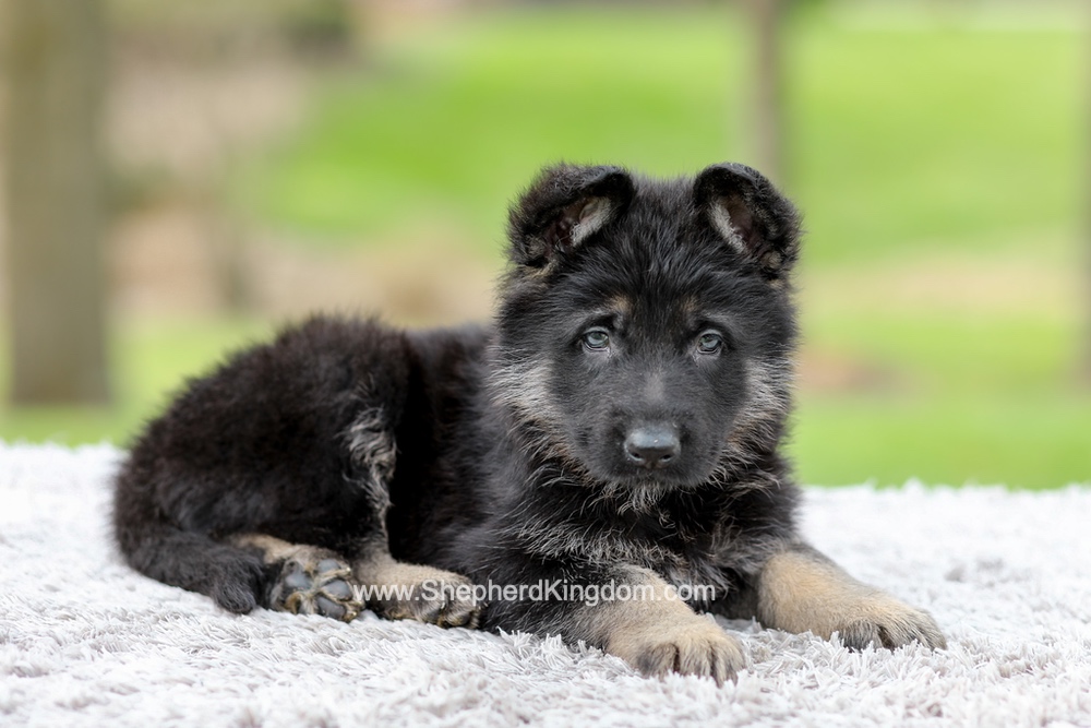 Elon Image of Elon, a German Shepherd puppy