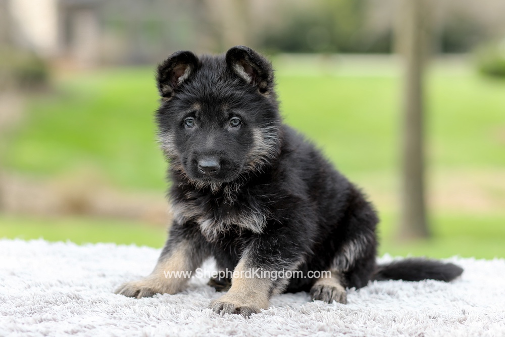 Elon Image of Elon, a German Shepherd puppy