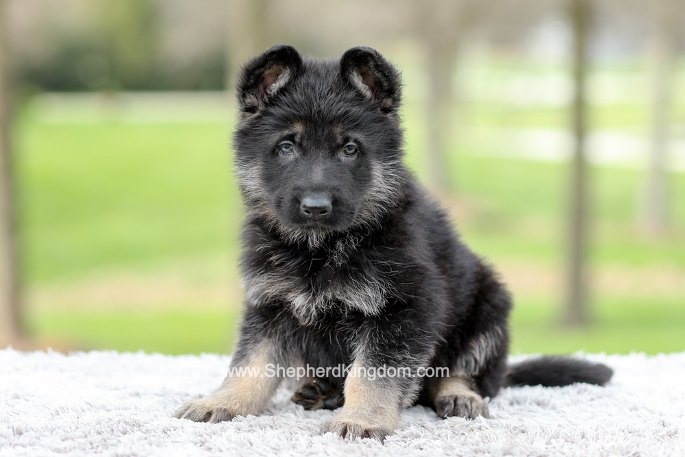 Elon Image of Elon, a German Shepherd puppy