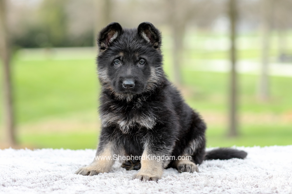 Elon Image of Elon, a German Shepherd puppy