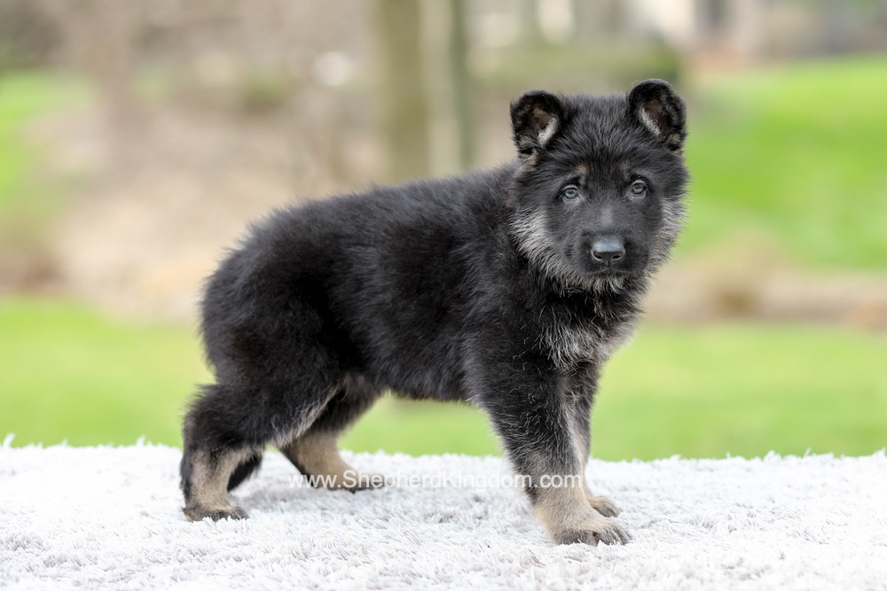 Elon Image of Elon, a German Shepherd puppy
