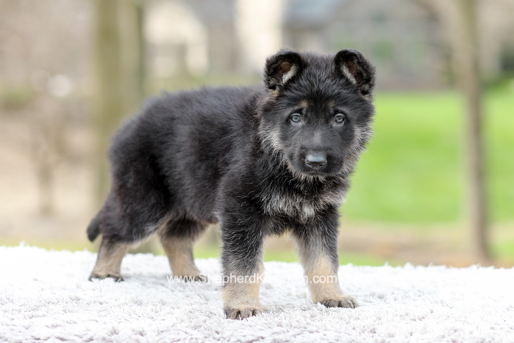 Elon Image of Elon, a German Shepherd puppy