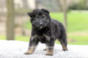 Ezra Image of Ezra, a German Shepherd puppy