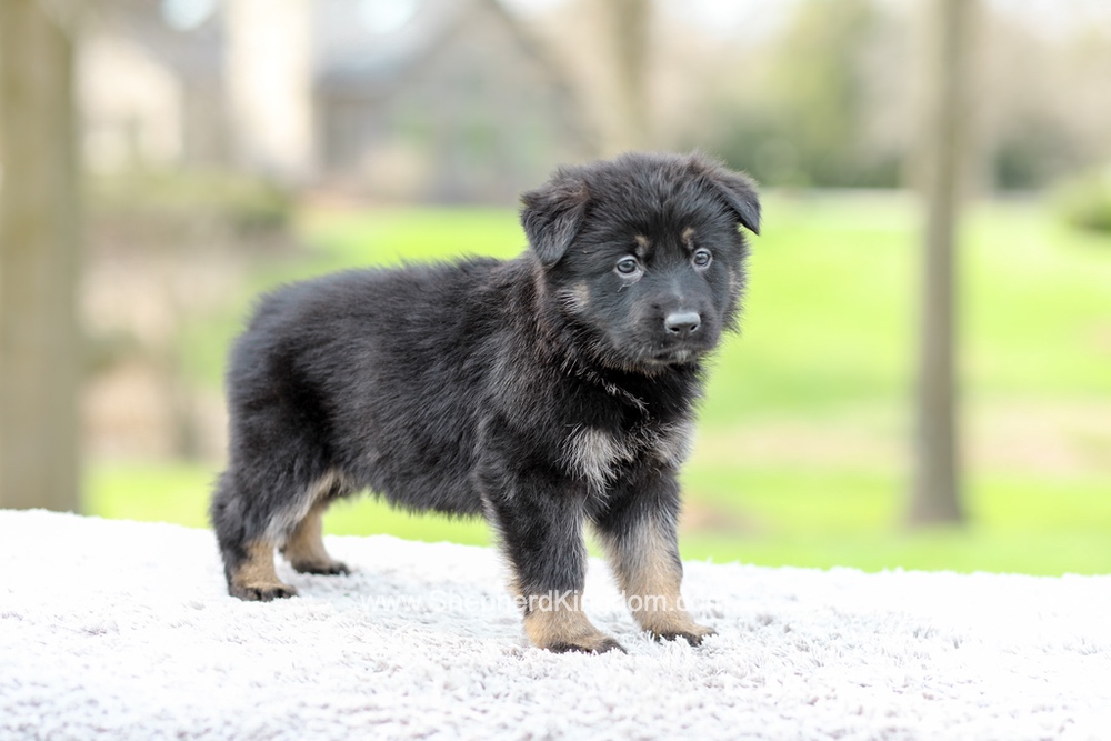 Faith Image of Faith, a German Shepherd puppy
