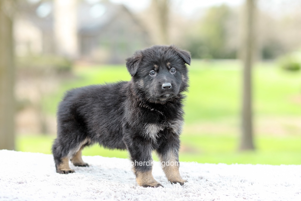 Faith Image of Faith, a German Shepherd puppy