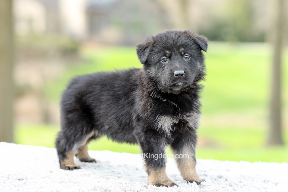 Faith Image of Faith, a German Shepherd puppy