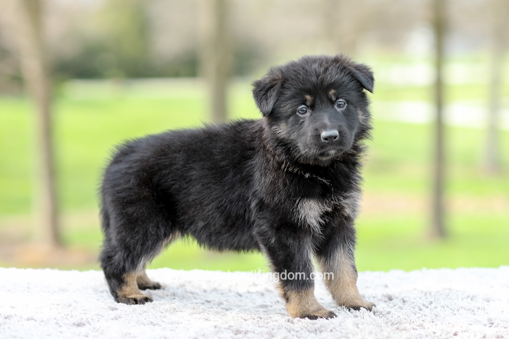 Faith Image of Faith, a German Shepherd puppy