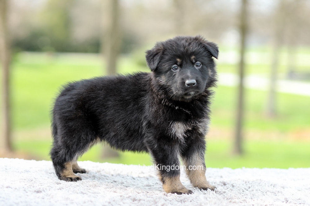 Faith Image of Faith, a German Shepherd puppy