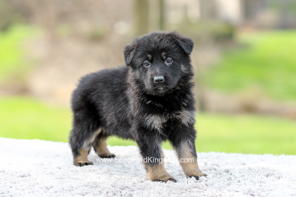 Faith Image of Faith, a German Shepherd puppy